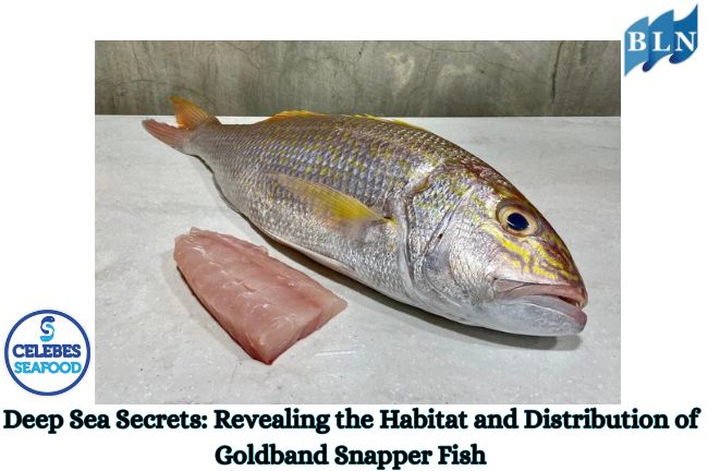 Deep Sea Secrets: Revealing the Habitat and Distribution of Goldband Snapper Fish